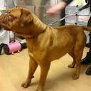 K9 GROOMING SOLUTIONS - Updated May 2024 - 46 Photos - 59 Market ...