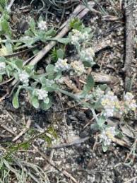 Image result for Vellereophyton dealbatum