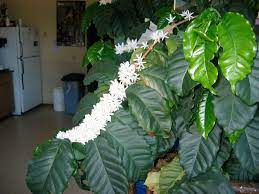 Part Ii All You Need To Know About Growing Coffee Trees In Your Home Thanksgiving Coffee