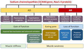 Cells | Free Full-Text | Ion Channel Gene Mutations Causing Skeletal Muscle  Disorders: Pathomechanisms and Opportunities for Therapy