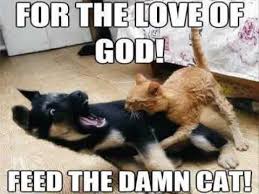 Maybe you would like to learn more about one of these? 19 Very Funny Cat Memes Clean Images And Pictures Memesboy