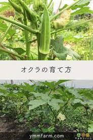 オクラの栽培方法 家庭菜園の初心者向けガイド how to grow okra 家庭菜園 農業 畑 野菜作り 野菜 果物 オクラ okra vegetable vege garden プランター 野菜 栽培 オクラ 栽培