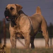 Best Breeders In The World South African Boerboel Elite Boerboels 1 Boerboel Breeder In Euro African Boerboel South African Mastiff South African Boerboel