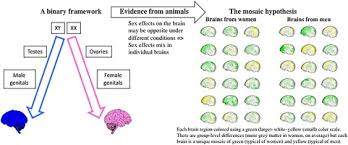 Going through college at the peak of the feminist movement, along with many others she believed this was the result of. Beyond The Binary Rethinking Sex And The Brain Sciencedirect