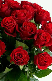 Download hd rose wallpapers best collection. Pin By Marion On Amor Beautiful Rose Flowers Rose Flower Wallpaper Beautiful Flowers Hd Wallpapers