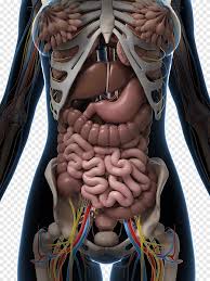 Anatomical overlays with internal organs. Internal Organs Organ System Human Body Anatomy Tissue Organs Heart Shape Png Pngegg