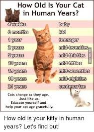 Did you know that the world's oldest cat reached up to 30 years old? How Old Is Your Cat In Human Years 6 Months 1 Year 2 Y 5 Y 10 Years 15 Years 18 Yearsid Eighties 21 Years Cats Change As They Age Baby Kid Teenager