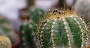 This property is not currently available for sale. Cactus Hafen Nursery Plant Nursery In Henderson Nv