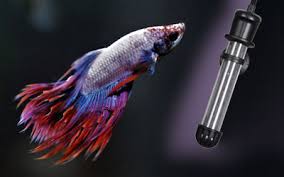 3 a constant temperature is best. Do Betta Fish Need A Heater Aquariumnexus