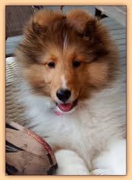 Seabreeze Shelties in Florida :: Florida Sheltie Breeder