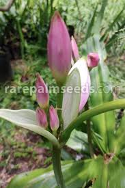 Image result for Crinum moorei