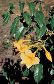 Image result for Apocynaceae subfamilies Asclepiadoideae and Secamonoideae