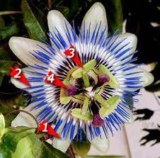 How To Grow And Care For The Passion Vine Passiflora Plant Passion Flower Flowering Vines Passion Vine