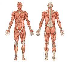 It permits movement of the body, maintains posture and circulates blood throughout the body. 16 742 Muscular System Stock Photos Free Royalty Free Muscular System Images Depositphotos