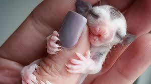 While domesticated fancy mice are the most. 12 Cutest Exotic Pets You Can Own Youtube