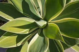 Outstanding spineless agave with boldly variegated foliage derived from bright white leaf margins; Shadows On Agave Attenuata Ray Of Light Photograph By Gina Kelley