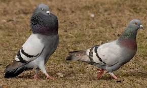 Burung dara dan merpati merupakan burung berbadan gempal dengan paruh ramping, leher pendek, dan kaki atau ceker berair. Harga Burung Merpati Dara Terbaru 2018 Lengkap Semua Jenis Petani Top