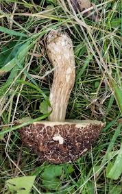 Image result for Boletus variipes