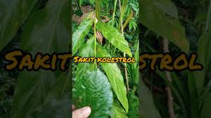 Khasiat dari daun katuk tidak hanya untuk mengobati beberapa penyakit dalam saja, akan tetapi untuk penyakit luar pun juga bisa, misalnya seperti borok, atau bisulan. Khasiat Daun Kadok Yang Orang Tak Tahu Youtube
