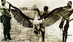 Shukernature Seeking The Missing Thunderbird Photograph One Of Cryptozoology S Most Tantalising Unsolved C Extinct Animals Giant Animals Prehistoric Animals