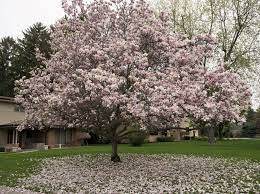 There are thousands of varieties of flowering trees available, including magnolia x loebneri 'leonard messel' pictured above, which blushes a rosy pink and grows into a small tree up to 30 feet tall. Jodi Mcfarland Magnolias In Michigan Are An Exercise In Faith Mlive Com