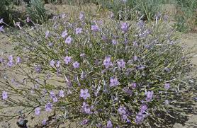 Image result for Alinula sp.