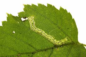 Image result for Stigmella confusella