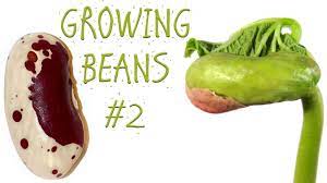 This recipe offers the goodness of real chicken, turkey, and vitamins, but the reason why dogs love it so much is its delicious taste. The Bean Plant Experiment 2 Kidney Beans Youtube