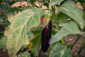 Image result for Solanum melongena