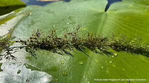 Kuvahaun tulos haulle bladderwort plant