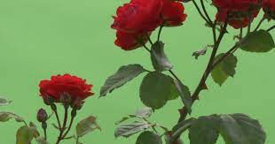 590 x 332 jpeg 21 кб. Red Rose Bush Red Flowers On Branches Thorns Video By C Zmei116 Gmail Com Stock Footage 85501330