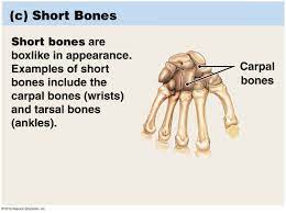 Short Bones Anatomy And Physiology Gross Anatomy Anatomy