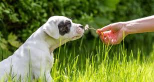 Check spelling or type a new query. Can I Give My Dog Claritin Petcoach