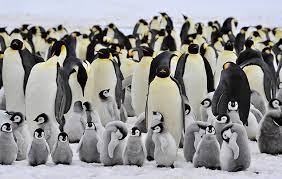 They survive—breeding, raising young, and eating—by relying on a number of clever adaptations. 10 Facts About Emperor Penguins National Geographic Kids