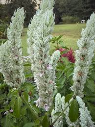 Image result for Justicia incana