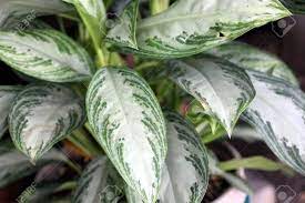 Aglaonema silver bay is also known as chinese evergreen. Aglaonema Silver Bay Cultivar Of Chinese Evergreen Foliage Plant Stock Photo Picture And Royalty Free Image Image 63539429