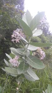 Current issues in islamic finance in malaysia 2018 borang permohonan skim peduli sihat gred sekolah menengah 2017 hari keputeraan sultan kelantan ismail izzani luar biasa latar belakang tahun baru cina cara azan bayi lelaki kepentingan dialog antara tamadun di malaysia. Khasiat Tanaman Widuri Untuk Pengobatan Penyakit Kutil Dan Kudis Ina Eng Steemit