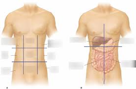 It is surrounded by soft muscle tissue in almost its entirety. 9 Anatomical Regions And Quadrants Diagram Quizlet