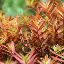 Image result for Rotala submersa
