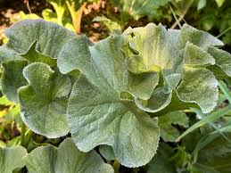 Image result for Gunnera perpensa