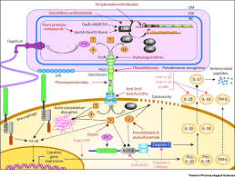 A species of considerable medical importance. Targeting The Type Three Secretion System In Pseudomonas Aeruginosa Trends In Pharmacological Sciences