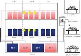 Image result for Heteromorpha sp. agg.