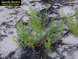 Image result for Suaeda plumosa