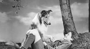 Do you know the secrets of sewing? Who Wrote The 1940 Novel Lassie Trivia Questions Quizzclub