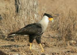Birds Of Southeast Texas Crested Caracara Mexican Eagle I Have Seen Them In The Wild Around Here Southeast Texas Coast And I Just Love It W Texas Animals Pretty Birds Bird Pictures