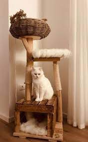 Pin On Cats