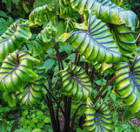 Elephant Ear Pharaoh's Mask (Colocasia)