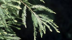 Maybe you would like to learn more about one of these? Baldcypress Ohio Department Of Natural Resources