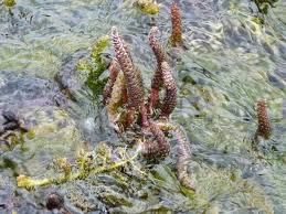 Image result for Hydrostachys