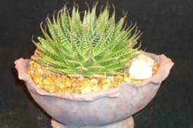 Remember to like and subscribe if you want to see more! Ct Cactus Succulent Society Show Sale At Bristol Senior Community Center 240 Stafford Ave Bristol Ct April 13 2019 Ctpost